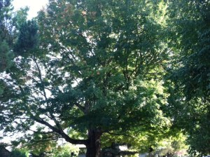 This Sugar Maple at the intersection of Third and C Avenue was dedicated as a Heritage Tree in 1998.